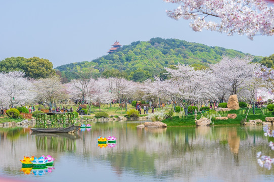 初春樱花园