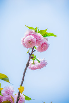 美丽的樱花