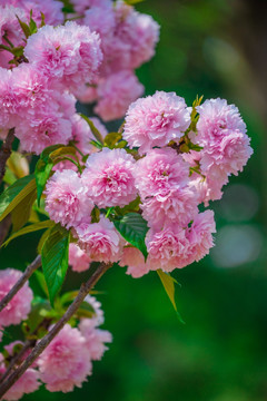 美丽的樱花