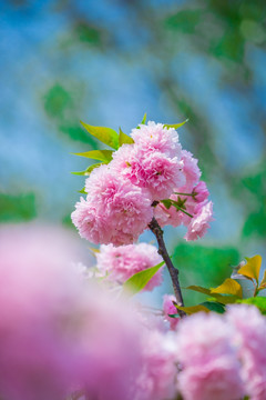 美丽的樱花