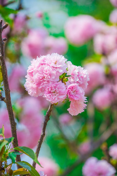 粉红色樱花