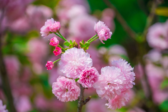 樱花素材