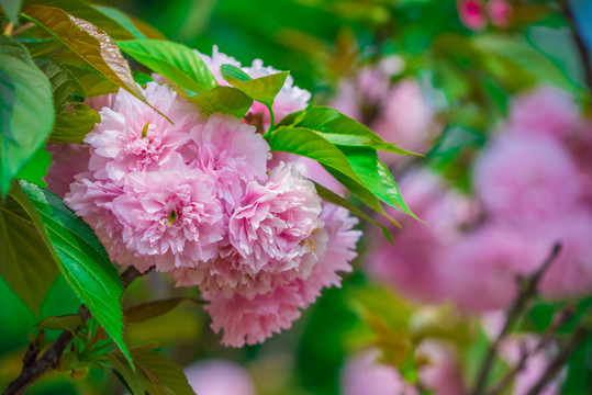 樱花素材