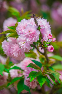 樱花素材