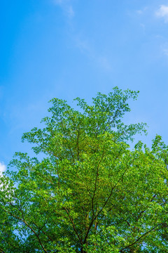 树技天空