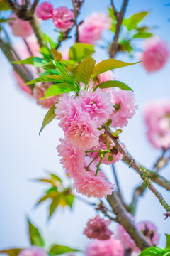 重瓣樱花树