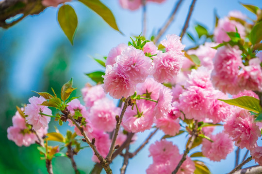 重瓣樱花树