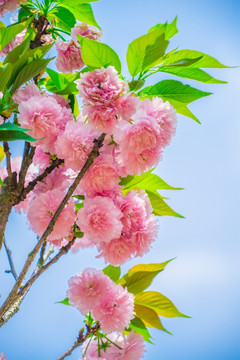 重瓣樱花树