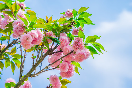 樱花 雏菊樱 菊樱