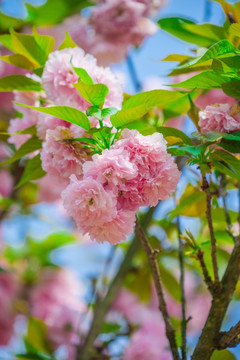 重瓣樱花 八重樱