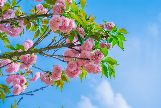 重瓣樱花 八重樱