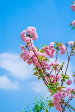 重瓣樱花 八重樱