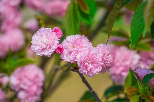 樱花