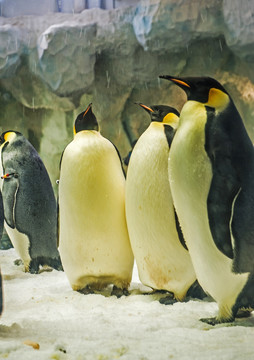 企鹅 海洋动物