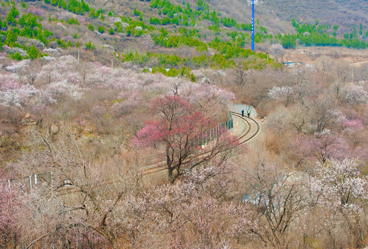 春天的山野