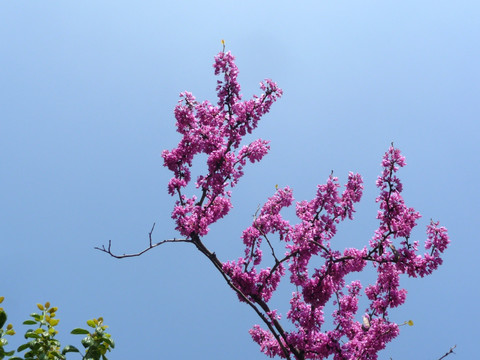 紫荆花