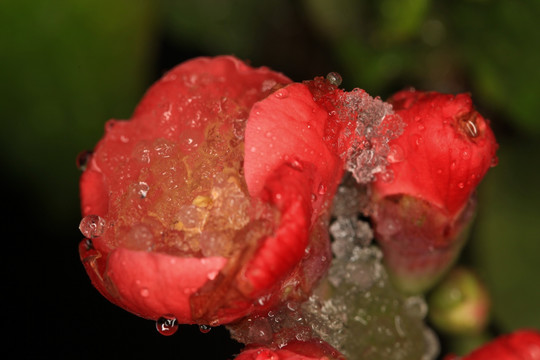 雪中海棠 雪中花 贴梗海棠