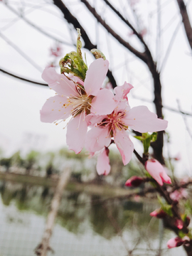 桃花