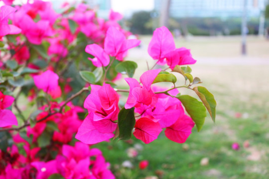 深圳市花 杜鹃花