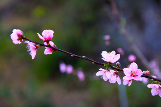 桃花