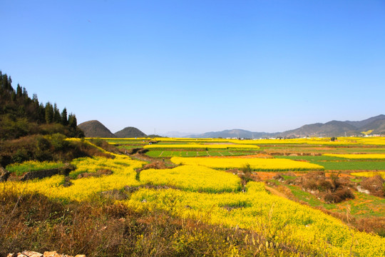油菜花