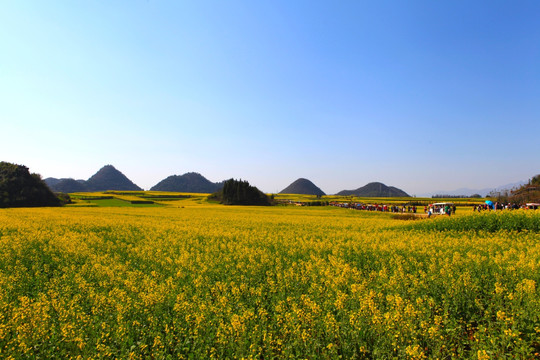 油菜花