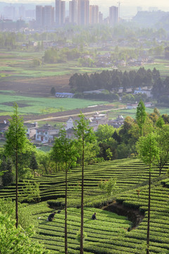 茶山