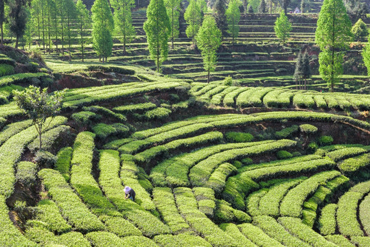 洪雅青杆坪茶山