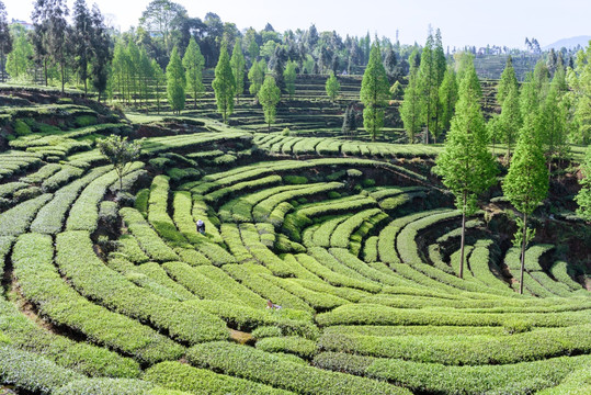 洪雅青杆坪茶山