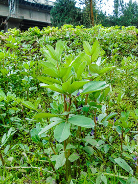 农家菜园胡豆胡豆苗开花图片