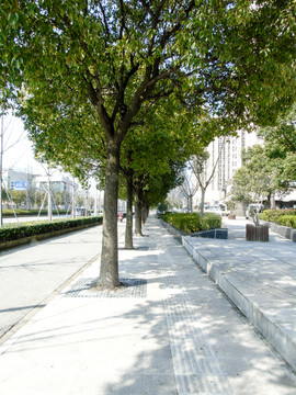 城市绿地路边树木卫士摄影图