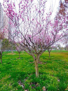 桃花树桃花浪漫背景图