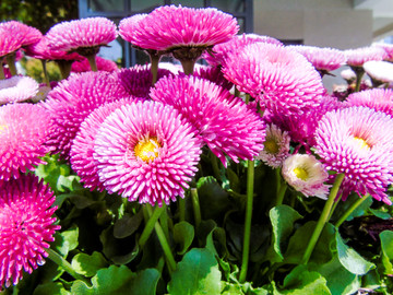 紫色菊花菊科类植物高清摄影图