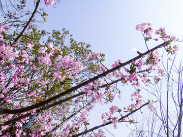 枝头上的樱花图片素材