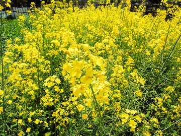 春天金黄色油菜花盛开摄影图