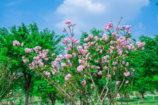 盛开的浪漫樱花