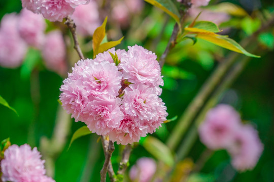 樱花树