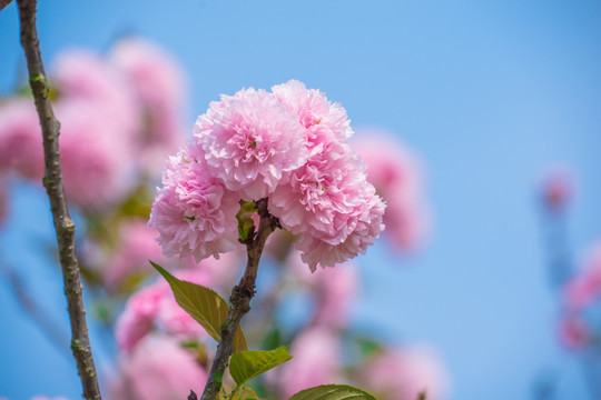 樱花树