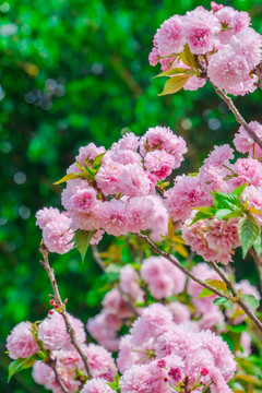 樱花盛开