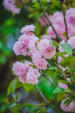 盛开的樱花