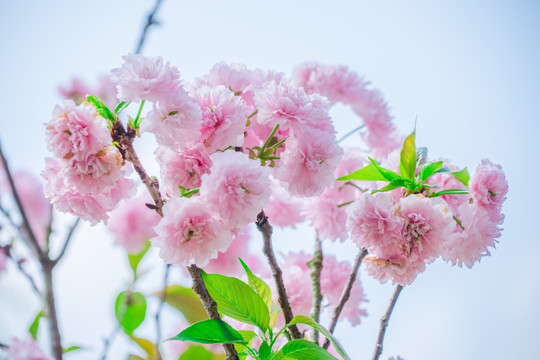 樱花灿烂