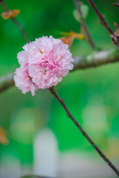 樱花灿烂