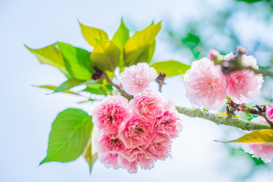 粉红色樱花