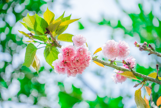 重瓣 樱花