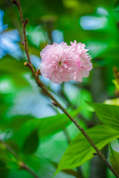 樱花雏菊樱