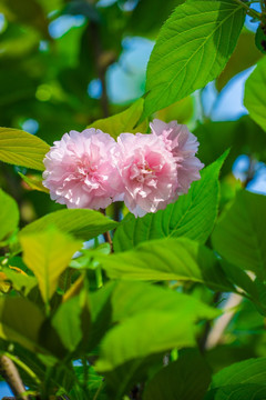 樱花雏菊樱