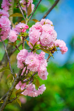 樱花树