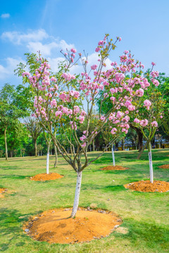 樱花树