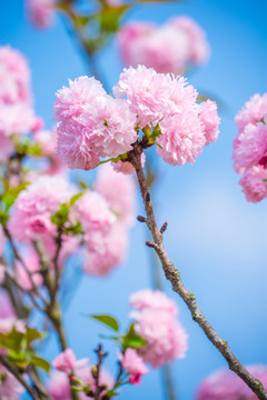 樱花树