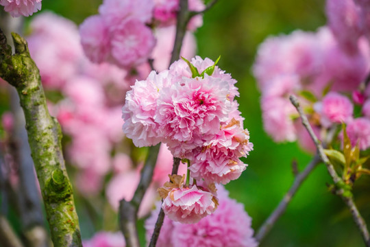 樱花品种 雏菊樱